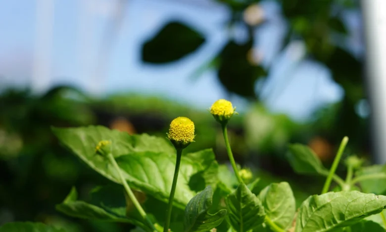 Buzz Button Flower