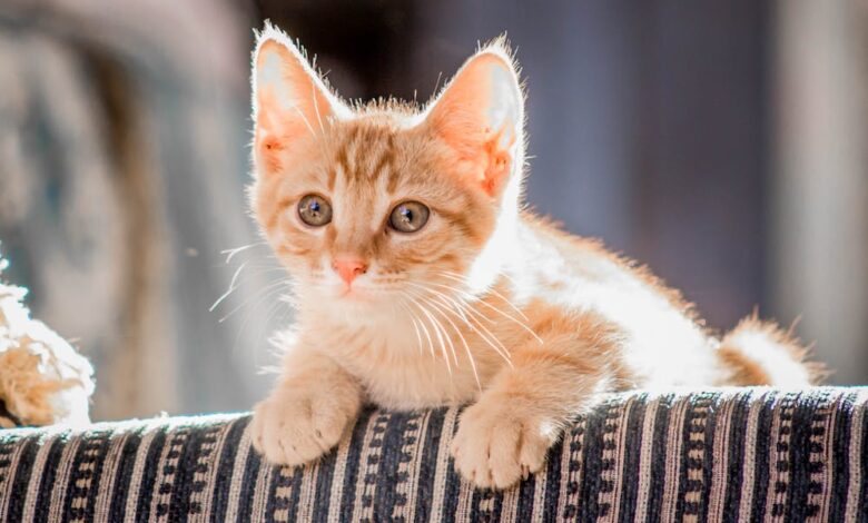 how old do cats have to be to get fixed